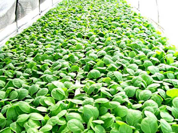 7煙草育苗基質(zhì)