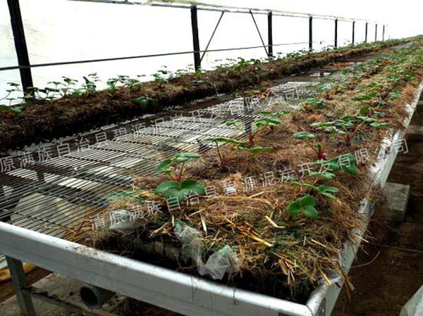 3無土栽培育苗專用基質(zhì)