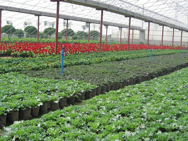 2花卉育苗專用基質(zhì)