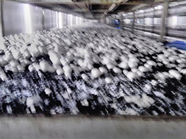 6食用菌生產(chǎn)專用泥炭