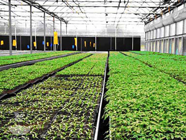 5育苗基質(zhì)生產(chǎn)專用泥炭