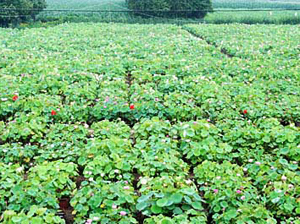 2花卉苗木專用泥炭