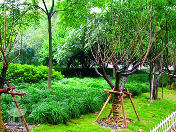 1園林綠化專用泥炭